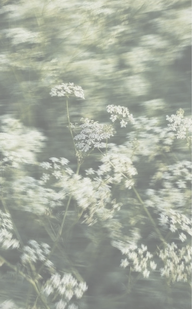 Flores blancas en movimiento suave.