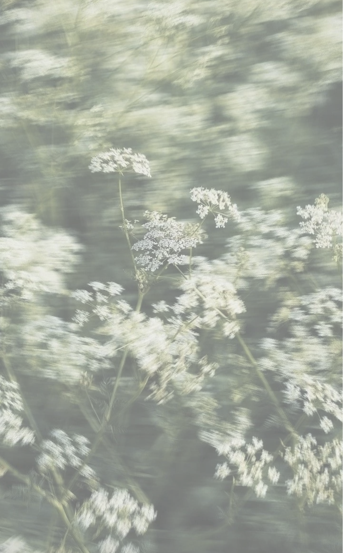 Flores blancas en movimiento suave.